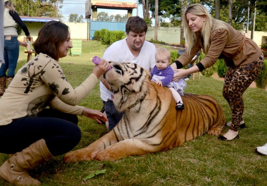 Бразильская семья держит тигров вместо кошек