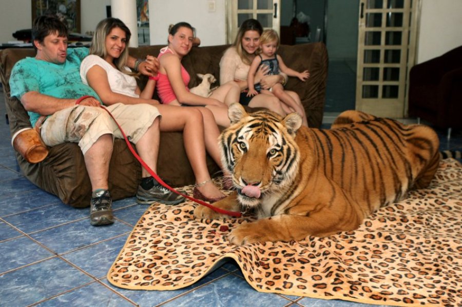 Домашние тигры 