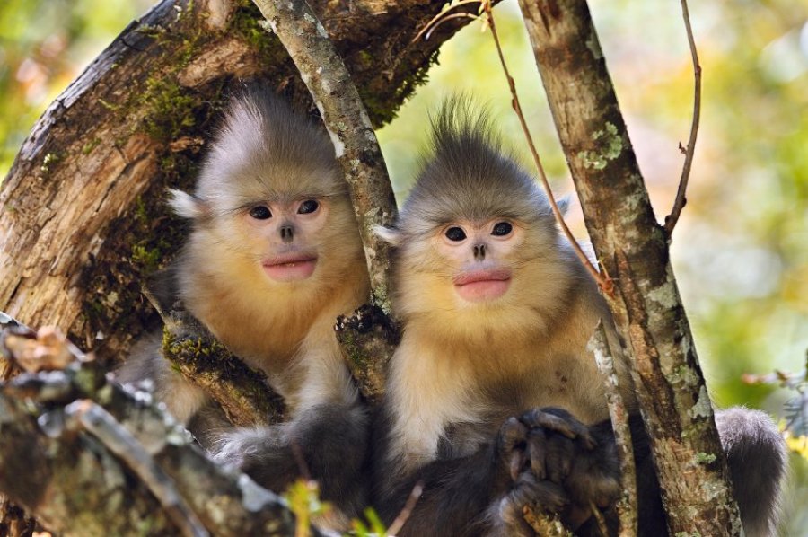 Уникальные фотографии обезьян Томаса Марента