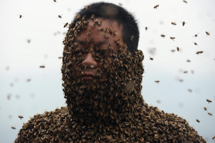 «Платье» из 456 тысяч пчел