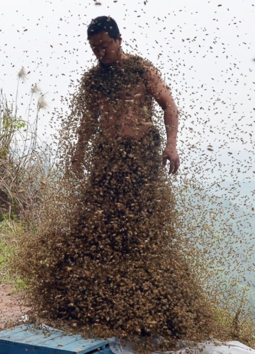 "Платье" из 456 тысяч пчел