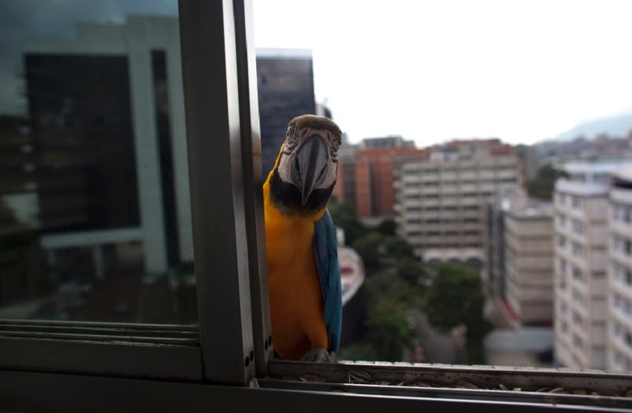 Попугаи ара — украшение Каракаса