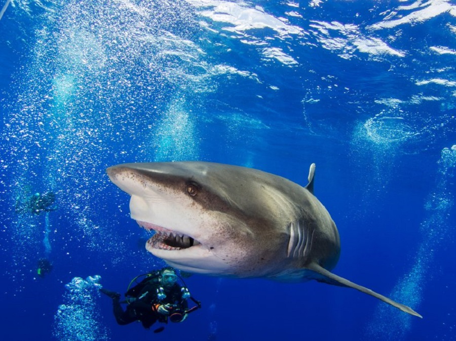 Дружелюбные акулы на фото Жана Филипа Мортона